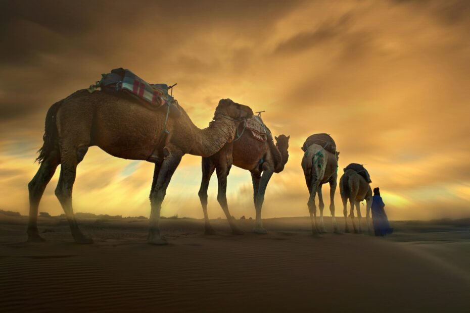 A camel caravan treks across the golden Sahara desert dunes at sunset, a highlight of an epic Fes to Marrakech desert tour.