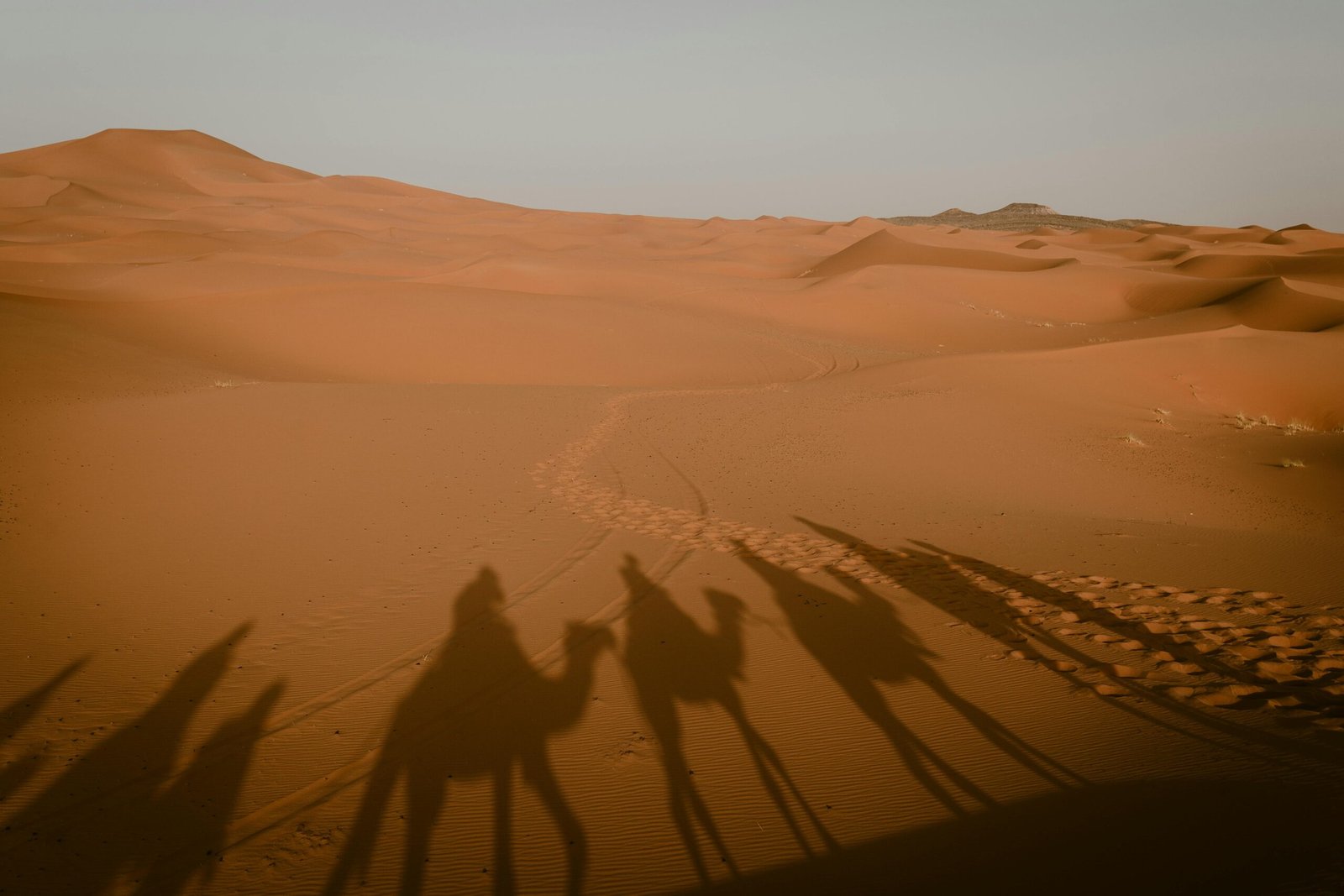 Camel trekking through vast golden dunes in the Moroccan Sahara Desert at sunset, an iconic image of an unforgettable luxury tour experience.