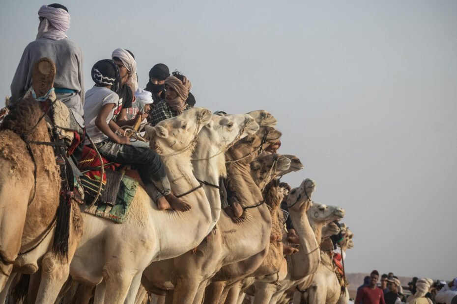 Arabian desert tour in Dubai featuring camel riding at sunset over golden dunes.
