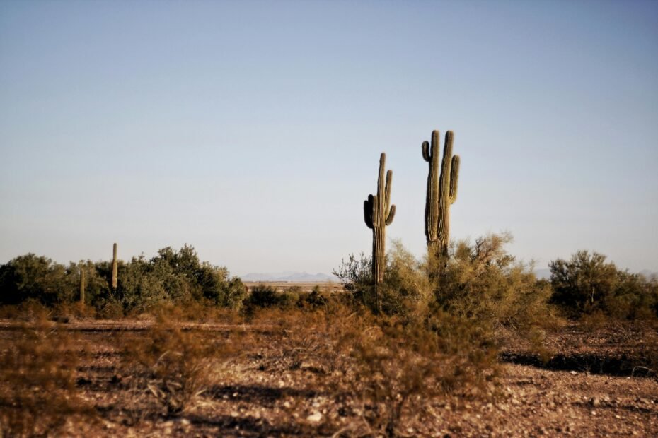 Adventurous rider on an ATV exploring a scenic trail through the Sonoran Desert, surrounded by saguaro cacti in Arizona, perfect for an off-road tour.