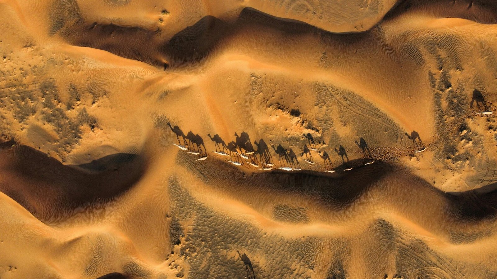 A camel caravan on a Taklamakan desert tour trekking across vast golden sand dunes during a dramatic sunrise.