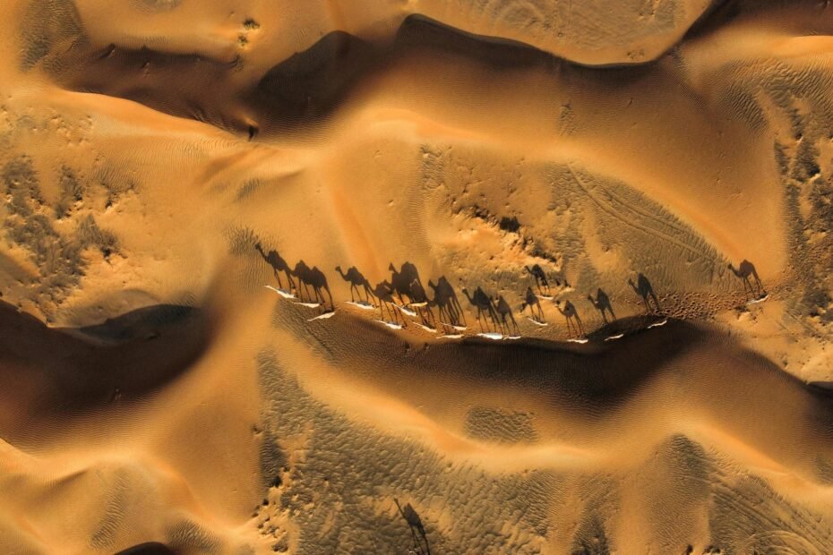 A caravan of Bactrian camels walks across the vast sand dunes of the Gobi Desert in Mongolia during an adventure tour, silhouetted against a beautiful sunset.