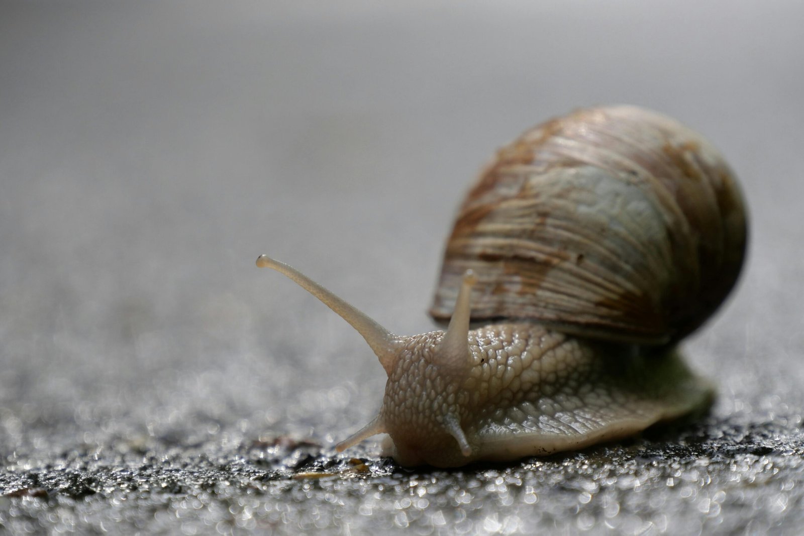 Close-up of a garden snail slowly gliding on a wet leaf, illustrating its deliberate movement and famously slow pace.