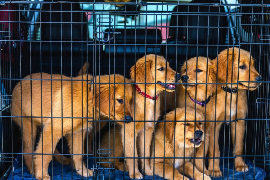 Happy dog resting comfortably in a sturdy and well-ventilated travel crate, ready for a safe and stress-free pet journey.