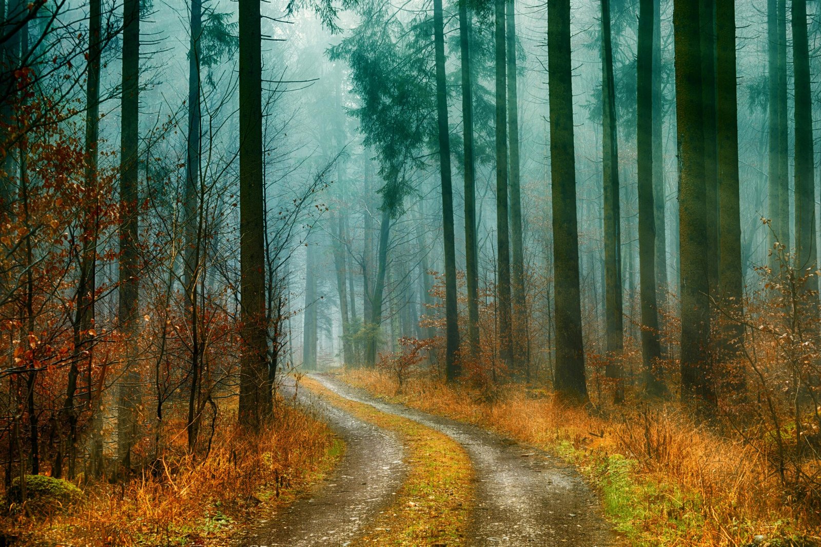 Path less travelled through a tranquil forest, representing an authentic journey of personal growth, unexpected discoveries, and freedom from crowded tourist destinations.