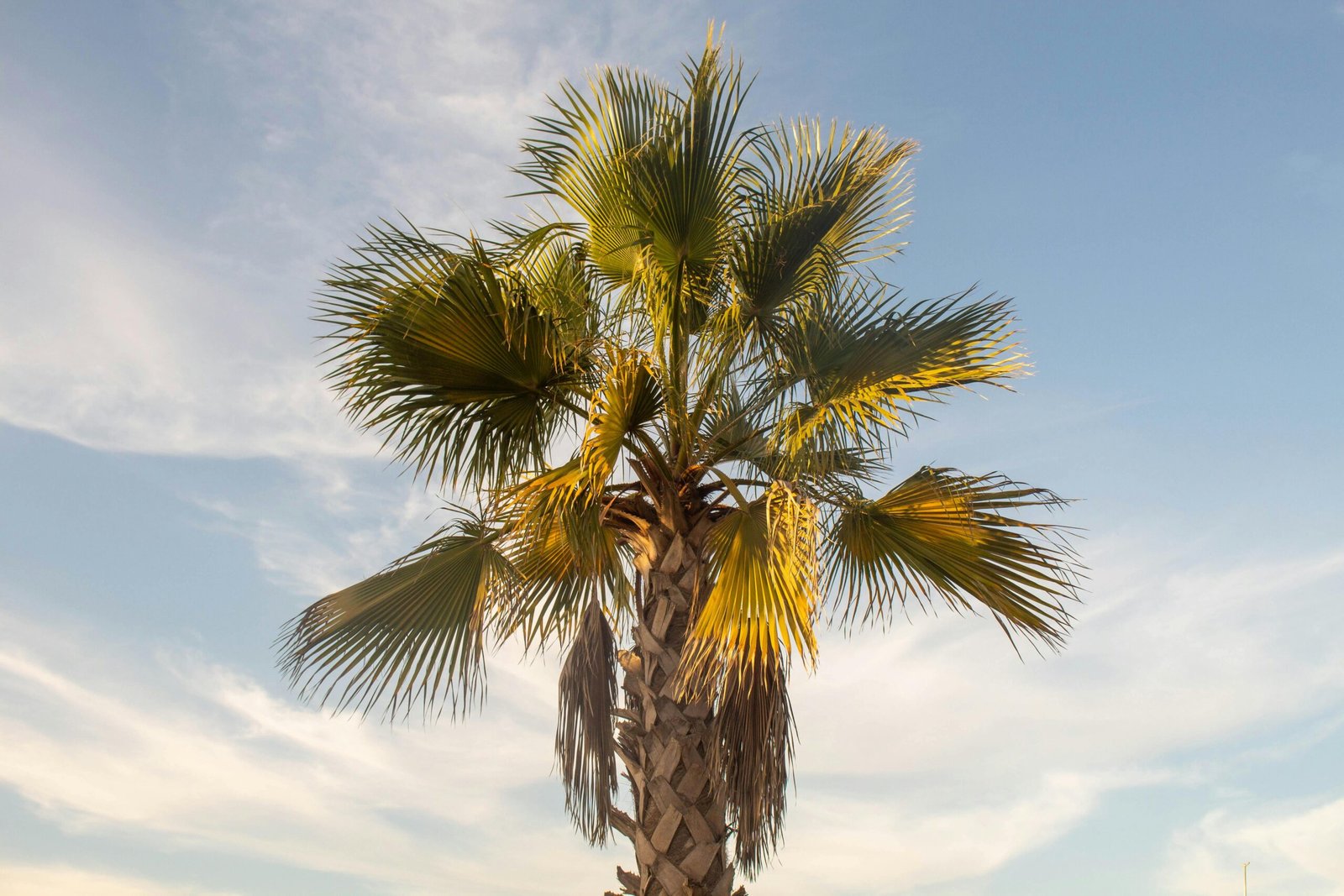 A majestic Travelers Palm tree (Ravenala madagascariensis) with its distinctive large, green fan-shaped leaves, standing tall in a vibrant tropical environment.