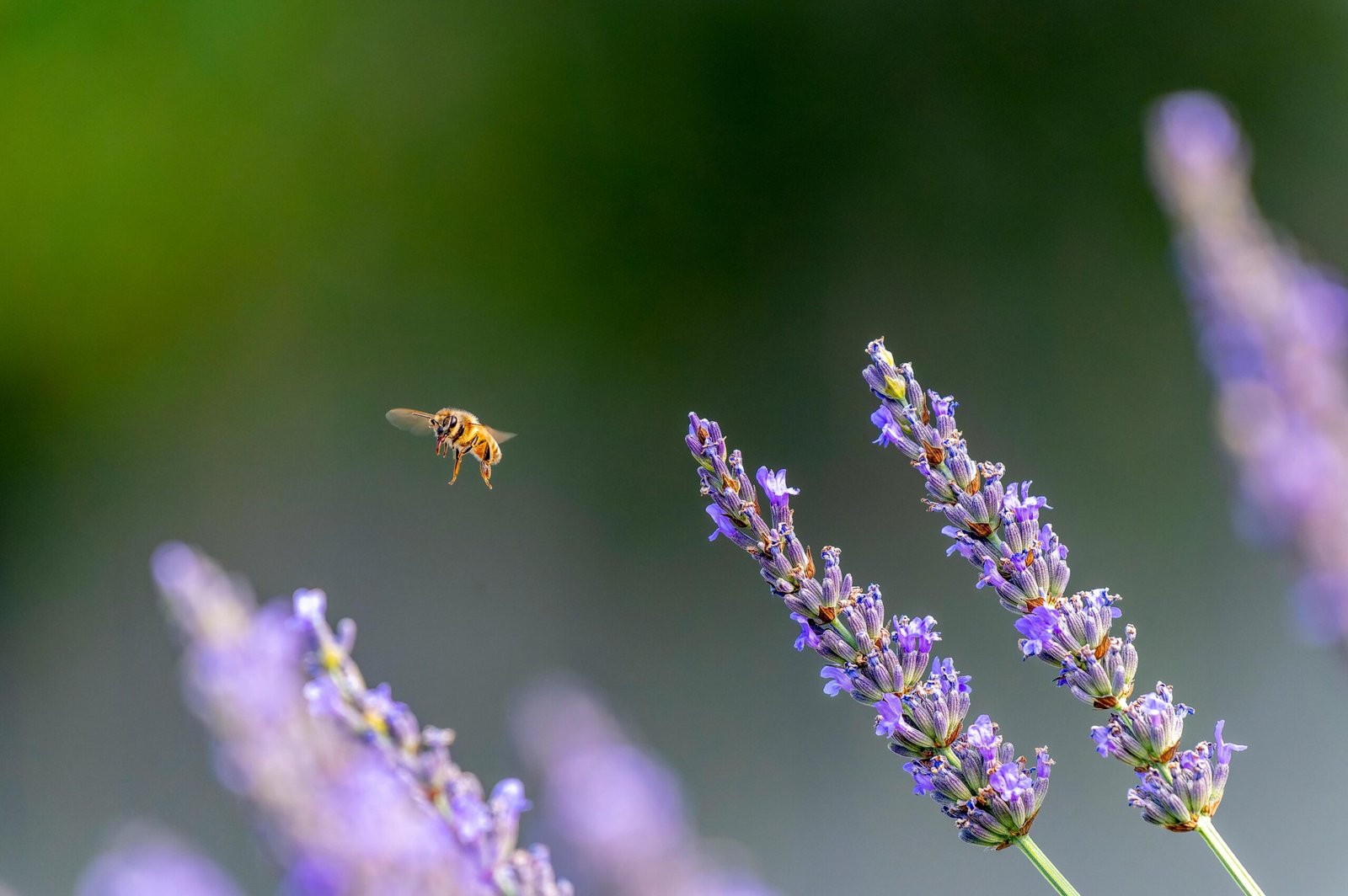 A honeybee in active flight, diligently foraging over an expansive field of diverse flowers, highlighting its critical role in pollination and the remarkable distances it travels from its hive.
