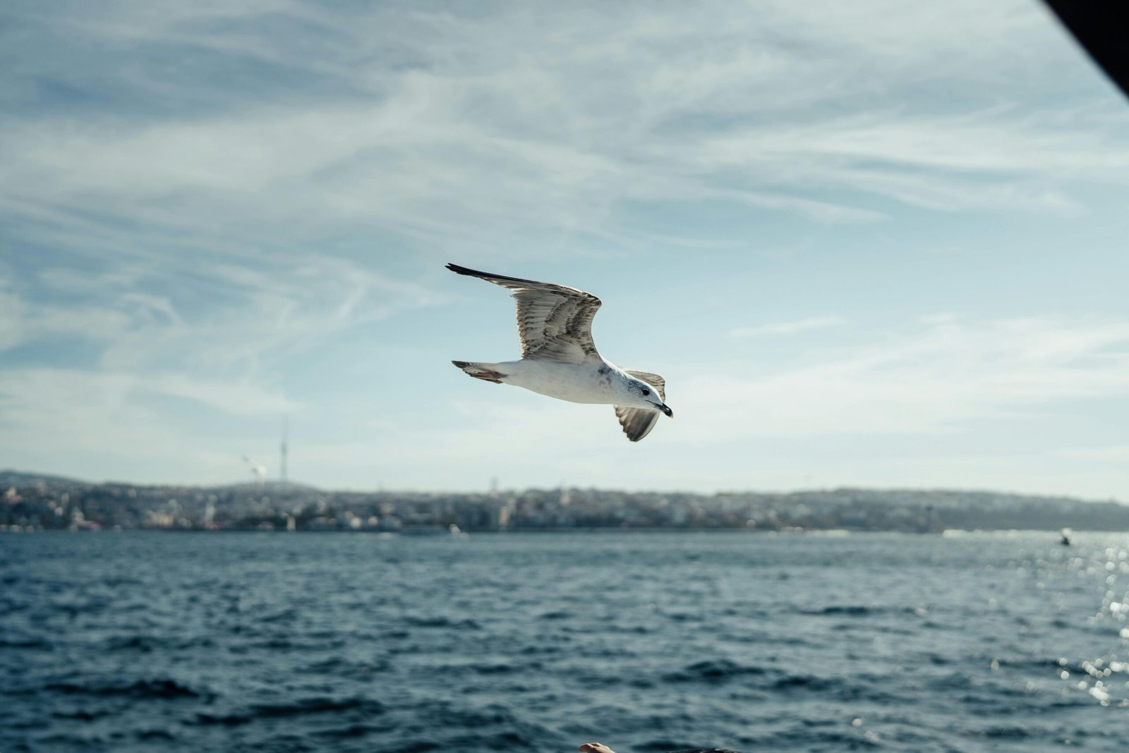 Mosquito flying, representing its diverse travel distances from local yards to long-haul journeys, crucial for understanding disease spread and effective pest control.