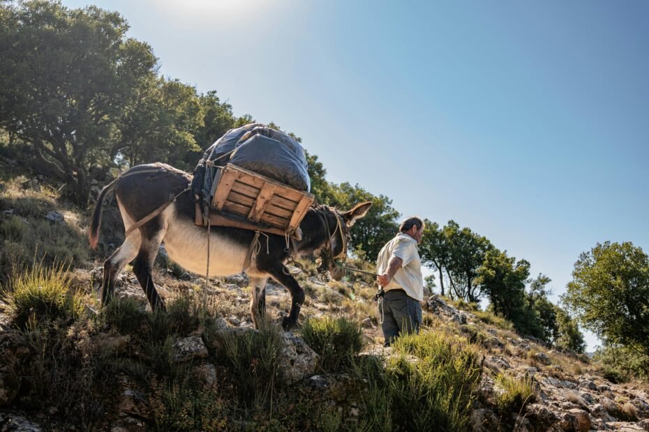 Mary and Joseph's arduous biblical journey to Bethlehem, with pregnant Mary riding a donkey and Joseph walking through a rugged ancient desert landscape, symbolizing their faith and obedience.