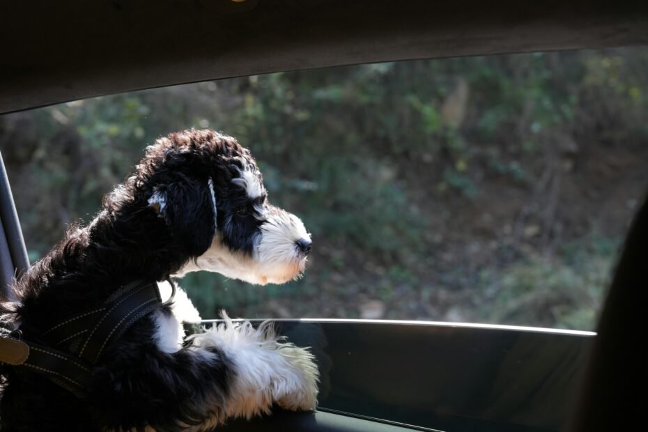 A content dog peeking out from a secure, well-ventilated travel kennel, illustrating safe and comfortable pet transport for any adventure.