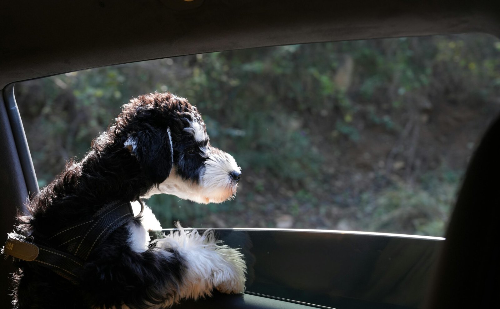 A content dog peeking out from a secure, well-ventilated travel kennel, illustrating safe and comfortable pet transport for any adventure.
